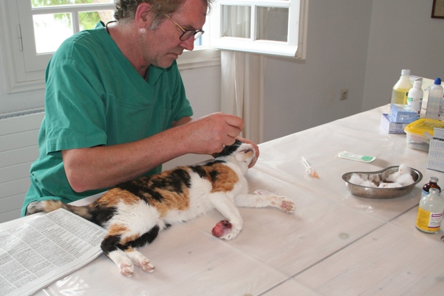 GreekSTRAYS - Cat neutering 